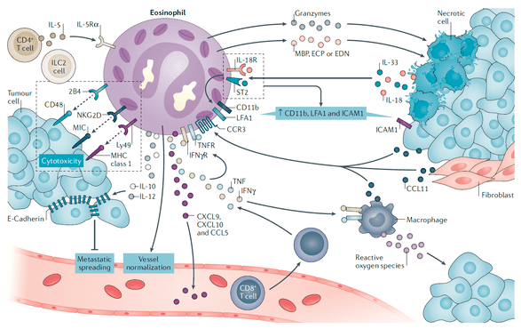 (Grisaru et al. Nature reviews. Cancer, 2020)