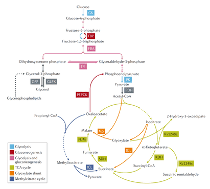 (Ehrt S, et al. Nature Reviews Microbiology, 2018)