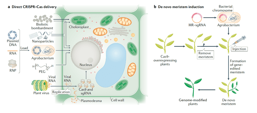 (Zhu et al. Nature Reviews Molecular Cell Biology, 2019)