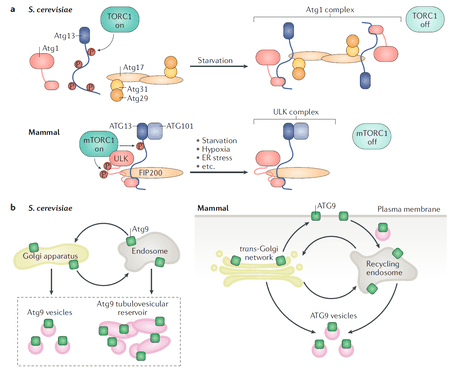 (Nakatogawa H .Nature Reviews Molecular Cell Biology, 2020)